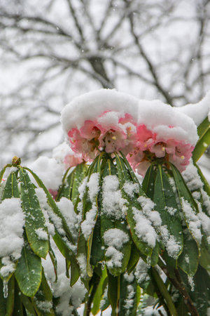 A detailed view of rhododendron flowers blanketed with snow revealing the stunning contrast of colors in winter scenery.の写真素材