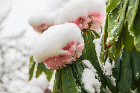 A detailed view of rhododendron flowers blanketed with snow revealing the stunning contrast of colors in winter scenery.の写真素材