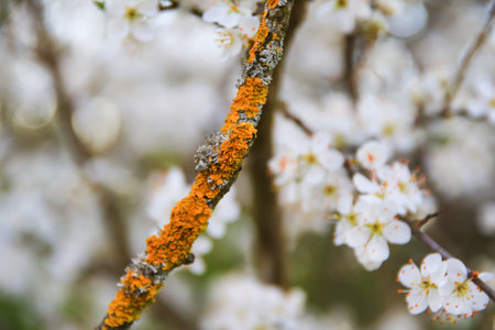A picturesque view of forest trees in full bloom with white flowers showcasing the beauty and freshness of springtime.の写真素材