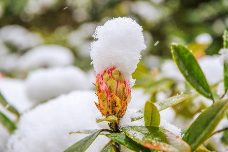 A detailed view of rhododendron flowers blanketed with snow revealing the stunning contrast of colors in winter scenery.の写真素材