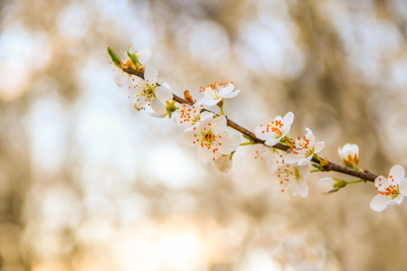 A picturesque view of forest trees in full bloom with white flowers showcasing the beauty and...