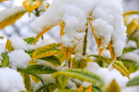 A close view of yellow flowers covered in snow highlighting the contrast between vibrant colors and winter's peaceful touch.の写真素材