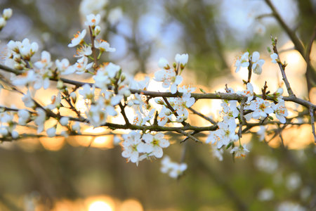 A picturesque view of forest trees in full bloom with white flowers showcasing the beauty and freshness of springtime.の写真素材