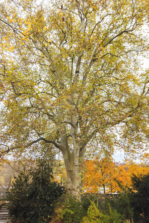 A stunning autumn landscape showcases vibrant trees and colorful leaves in the park creating a...