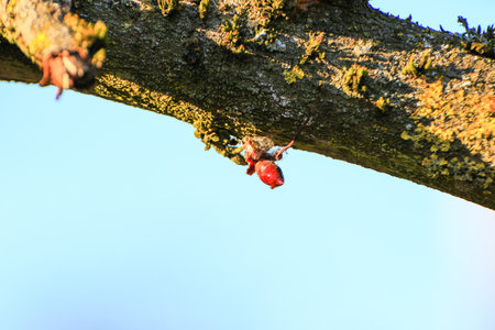Close up view of tree buds showcasing intricate details and vibrant colors during the spring seasonの写真素材