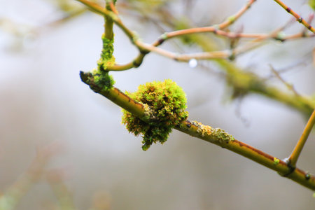 Close up view shows delicate yellow moss patterns spreading beautifully across a tree branch in...