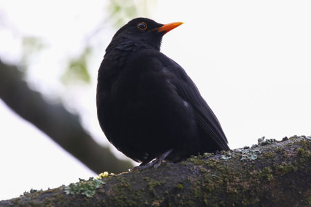 Moody silhouette of a blackbird perched on branch with bright backlight in spring parkの写真素材