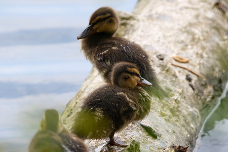 Close-up of wild duckling relaxing on fallen tree trunk by lake near Regensburg during springtime