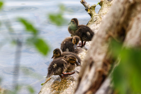 Close-up of wild duckling relaxing on fallen tree trunk by lake near Regensburg during springtimeの写真素材