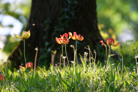 Vibrant tulips glowing in warm spring light beside tree in peaceful park settingの写真素材