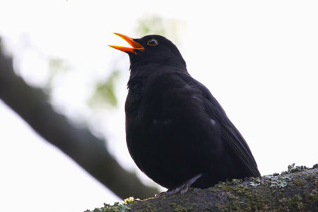 Moody silhouette of a blackbird perched on branch with bright backlight in spring parkの写真素材