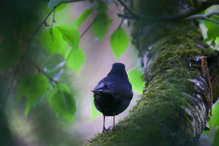 Moody image of common blackbird perched on tree branch during spring season nature backgroundの写真素材
