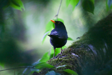 Moody image of common blackbird perched on tree branch during spring season nature backgroundの写真素材