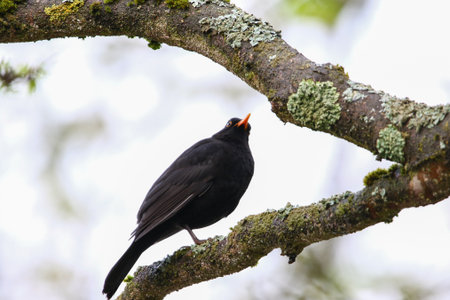 Moody silhouette of a blackbird perched on branch with bright backlight in spring parkの写真素材