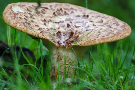 Close-up macro shot showing intricate textures and colors of a mushroom in green grassの写真素材