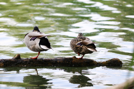 Pair of mallard ducks standing on one leg on floating tree bark in peaceful spring lake setting