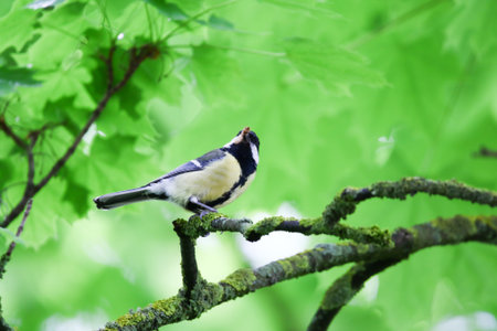 Great tit perched calmly on tree branch surrounded by fresh green leaves in springtime parkの写真素材