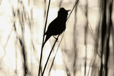 Reed warbler bird silhouette rests on dried lake plants at tranquil spring dusk near Regensburgの写真素材