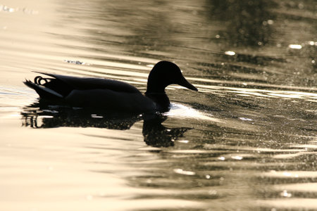 Silhouettes of Mallard ducks floating on lake at dusk near Regensburg in springの写真素材