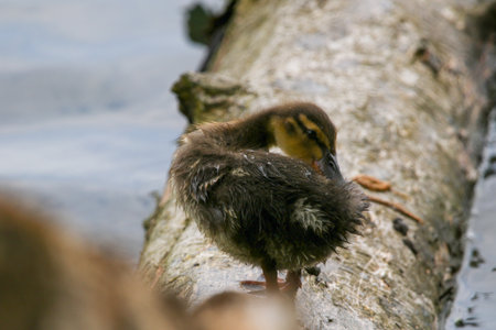 Close-up of wild duckling relaxing on fallen tree trunk by lake near Regensburg during springtimeの写真素材