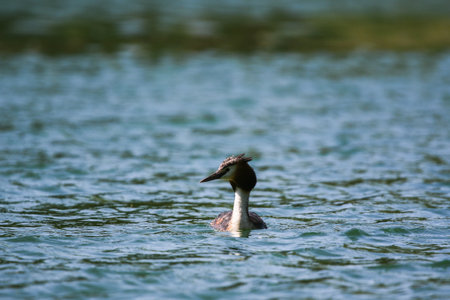 Elegant great crested grebe floating on calm green lake water during spring season sunlight