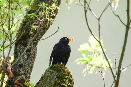 Blackbird perched on tree branch with fresh green leaves in springtime natural park settingの写真素材