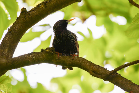 Starling singing perched on tree branch in park during spring unique mating seasonの写真素材