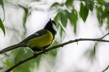 Great tit perched calmly on tree branch surrounded by fresh green leaves in springtime park