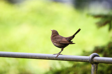 Brown female blackbird resting on metal bar surrounded by lush green park foliage in springtimeの写真素材