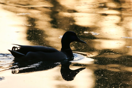 Silhouette of duck on shimmering water with warm golden hues and peaceful natural atmosphereの写真素材