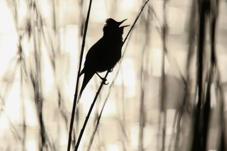 Bird silhouette rests on dried plants at tranquil spring duskの写真素材