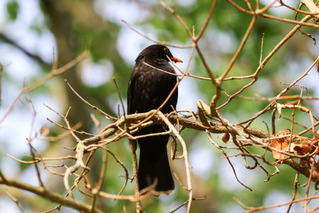 Blackbird perched on tree branch in springtime natural park setting
