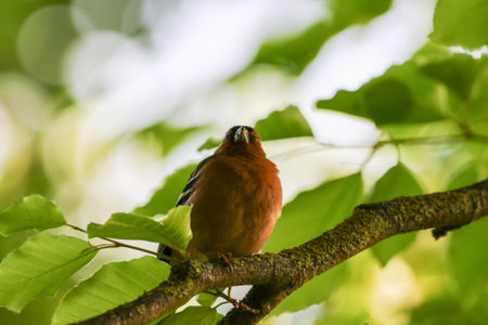 Small colorful chaffinch perches quietly on branch in fresh spring foliage near Regensburg