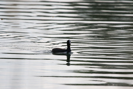 Eurasian coot swimming on calm green lake, surrounded by vegetation near Regensburg springtimeの写真素材