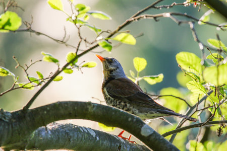 Fieldfare perches quietly on bare branch in bright spring sunlight outdoors nature sceneの写真素材