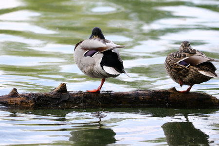 Pair of mallard ducks standing on one leg on floating tree bark in peaceful spring lake setting
