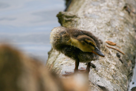 Close-up of wild duckling relaxing on fallen tree trunk by lake near Regensburg during springtimeの写真素材