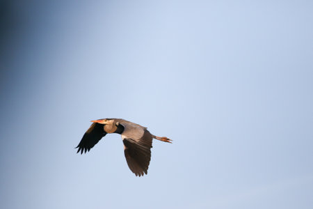 Large Ardea cinerea bird in flight with curved neck and sharp yellow beakの写真素材
