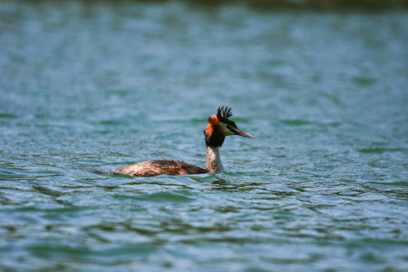Elegant great crested grebe floating on calm green lake water during spring season sunlight