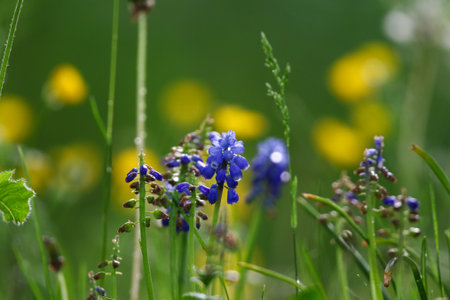 Close-up of wild blue flowers with soft yellow buttercups blurred in spring field vegetationの写真素材