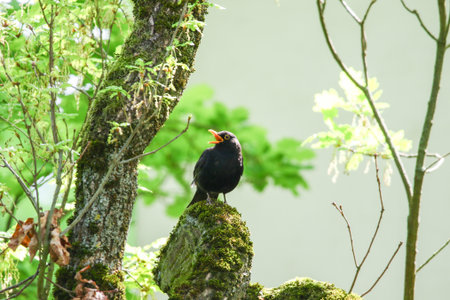 Blackbird perched on tree branch with fresh green leaves in springtime natural park settingの写真素材