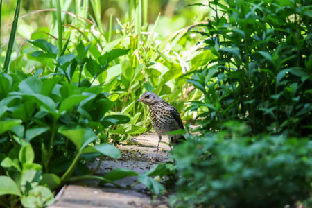 A fieldfare thrush rests on earthy ground showing speckled brown plumage and patterned cream breast.の写真素材