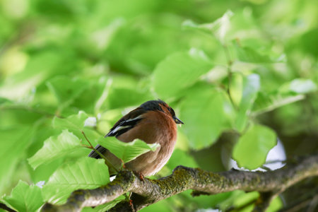 Small colorful chaffinch perches quietly on branch in fresh spring foliage near Regensburgの写真素材