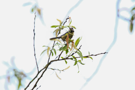 Small Eurasian blue tit perched on branch in springtime park, vibrant blue and yellow feathersの写真素材