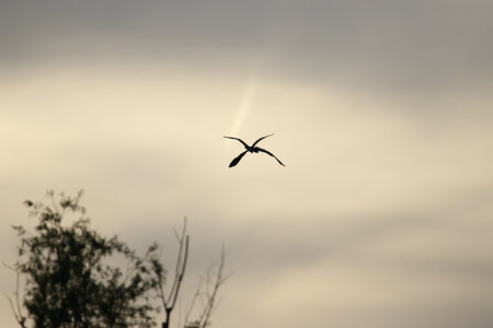 Silhouette of large Ardea cinerea soaring with curved neck and extended legs in flightの写真素材