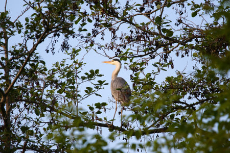 Large Ardea cinerea bird with long sharp beak resting on branches in sunlightの写真素材
