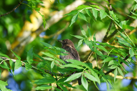Blackbird perched on tree branch with fresh green leaves in springtime natural park settingの写真素材