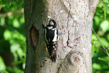Great spotted woodpecker climbing tree trunk tapping bark searching for insects and larvaeの写真素材