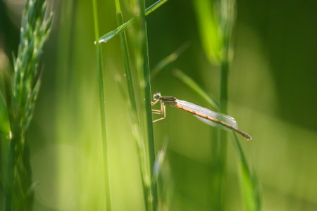A pale female damselfly clings to a green grass stem showing cream and brown orange hues.
