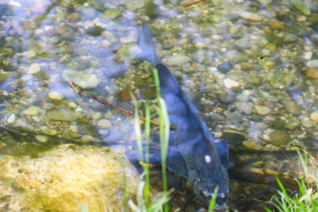 Big Abramis brama fish floats underwater in mating season on calm lake near Regensburg